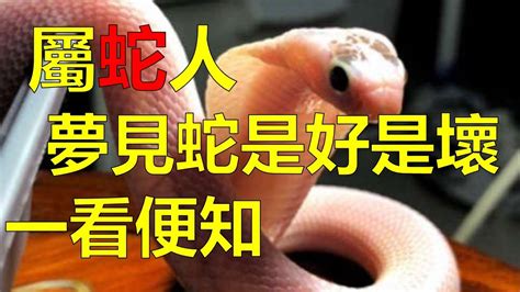 在家看到蛇是好是壞|蛇闖家中他不忍打死 3天後偏財運發威…民俗專家曝原。